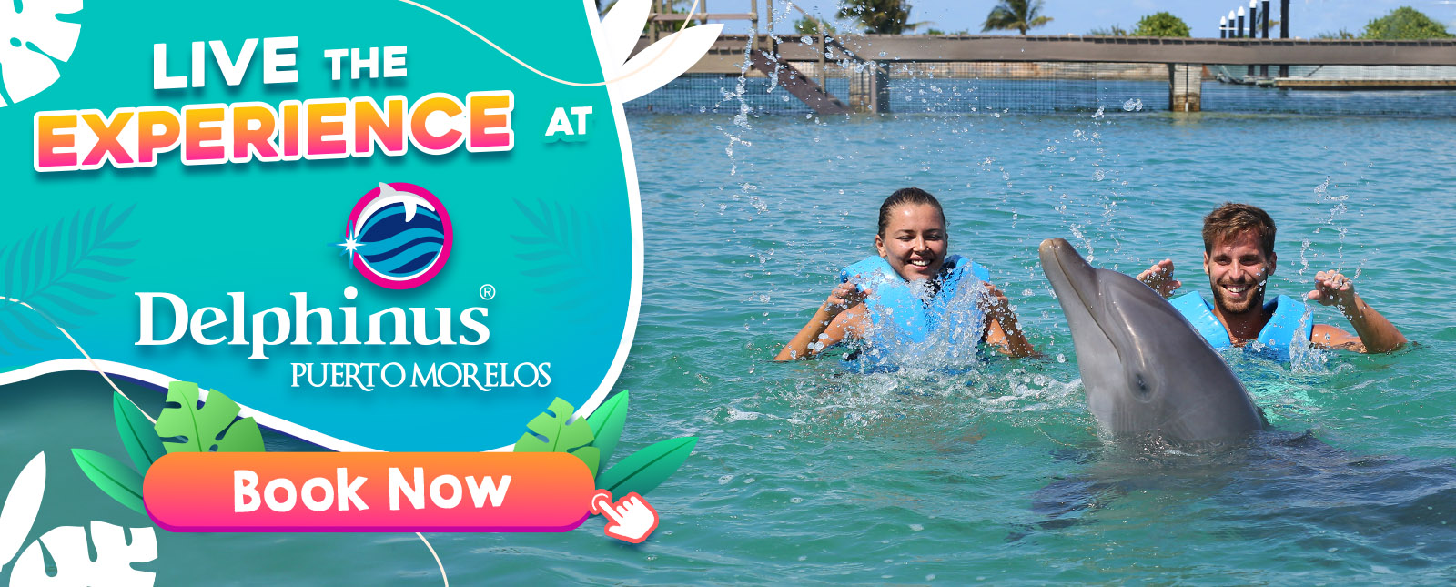 Swim with dolphins in Mexico Up to 30 discounts Delphinus